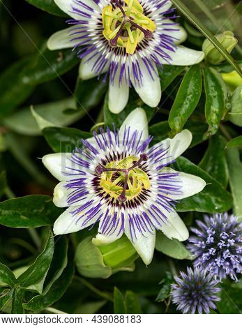 Passiflora Caerulea, The Bluecrown Passionflower, Or Common Passion Flower Climber Plant