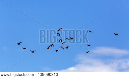Flock Of Burchell\'s Sandgrouse Flying In Blue Sky In Kgalagadi Transfrontier Park, South Africa; Sp
