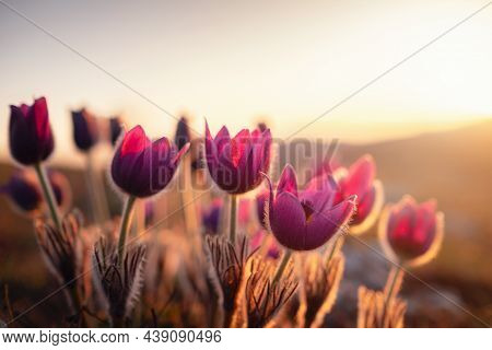 Purple Wild Crocus Flavus Flower Or Pulsatilla Or Pasque Flower Growing At Sunset Outdoors. Early Si