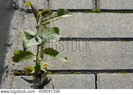Photo Of A Young Plant That Could Survive Even In The City. Struggle For Life Concept.