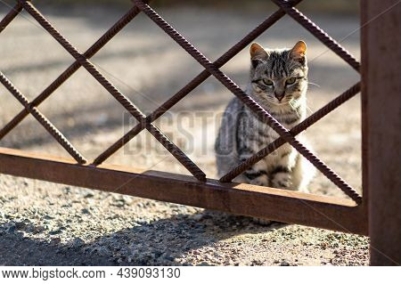 Sad Sick Young Gray Cat Has Lost His Home. Feline Life Background. Depressed Illness And Suppressed 