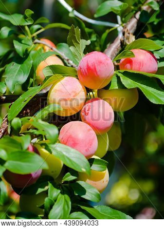 Plum In Tree. Brahch With Fruit In The Garden