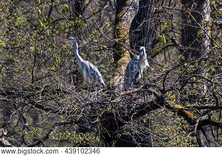 Grey Heron, Ardea Cinerea, A Massive Gray Bird Searching For Fish, With Fluffy Feathers, Large Beak,