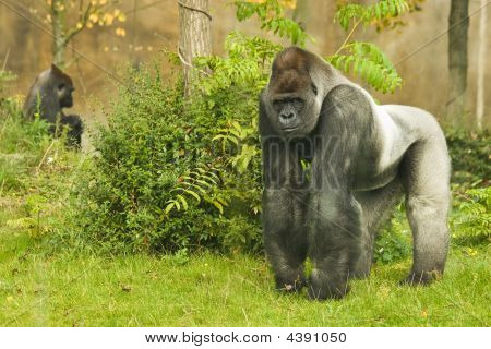 Silverback gorila
