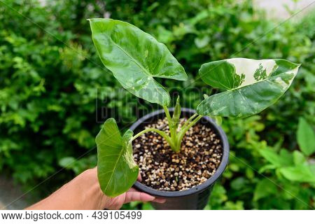 Closeup Focus To Little Fresh Alocasia Macrorrhizos