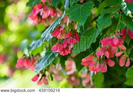 A Close-up Of The Reddish-pink Ripening Fruits Of The Tatar Maple.