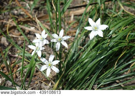 5 White Star Shaped Flowers Of Ornithogalum Umbellatum In April