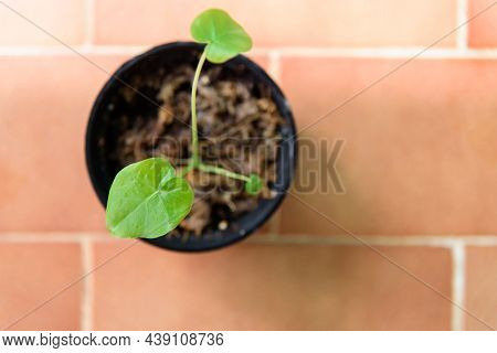 Closeup To Little Taro Stalk Bach Ha In Pot