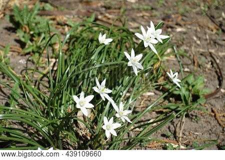 Pure White Flowers Of Ornithogalum Umbellatum In April