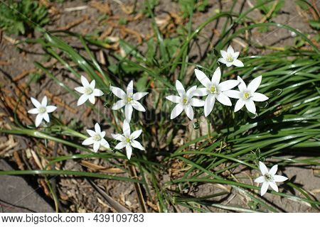 Six Petaled White Flowers Of Ornithogalum Umbellatum In April