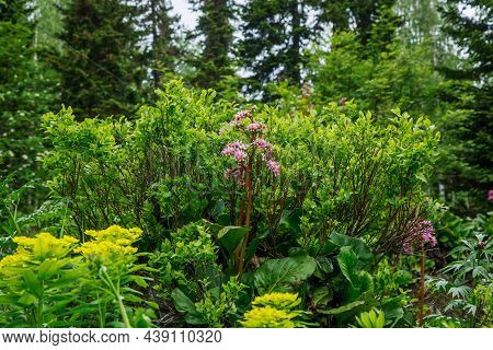 Medicinal Plant In The Forest. Pink Flower Of Badan Among The Herbs. Yellow Flowers Grow On Stones. 