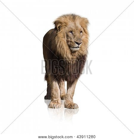 Porträt von wilden Löwen, Isolated On White Background