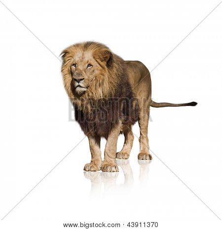 Porträt von wilden Löwen, Isolated On White Background