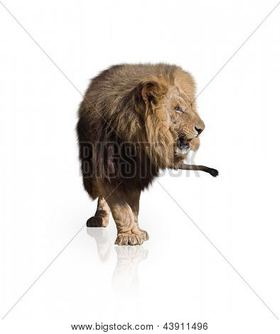 Porträt von Lion isoliert auf weißem Hintergrund