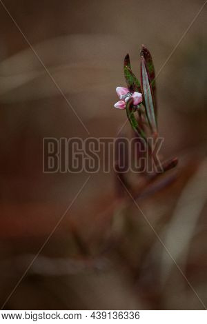 Andromeda Polifolia Pink Flower Plant Close Up In Swamp. Brown Background