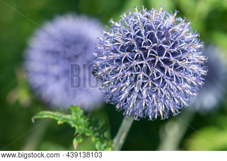 Close Up Of Southern Globethistles (echinops Ritro) In Bloom