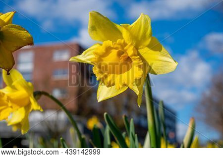 Spring In The City, Blossom Of Yellow Daffodils Narcissus Flowers In Sunny Day