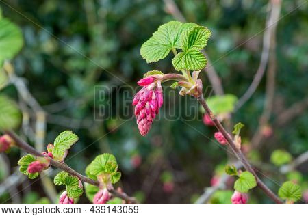 Spring Blossom Of Pink Ribes Sanguineum, Flowering Currant, Redflower Currant Plant
