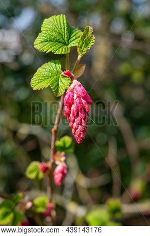 Spring Blossom Of Pink Ribes Sanguineum, Flowering Currant, Redflower Currant Plant
