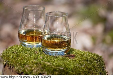 Tasting Glasses Of Scotch Whisky On Old Stump Covered With Green Moss In Forest