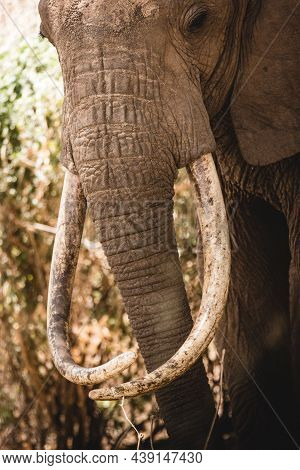 African Elephant With Large Tusks Matriarch Tanzania