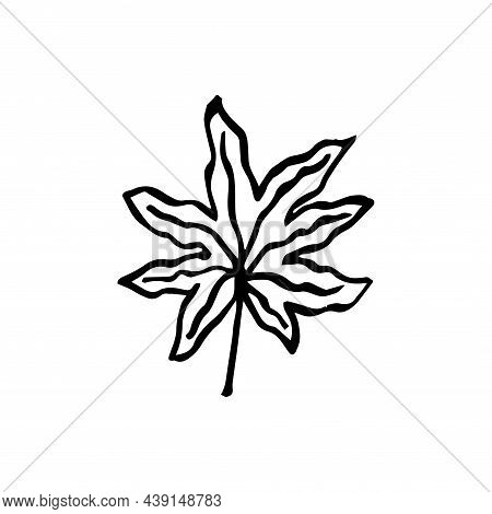 Sketch Tropical Aralia Leaf In Line Art Style. Doodle Outline Jungle Plant. Hand Drawn Exotic Leaves
