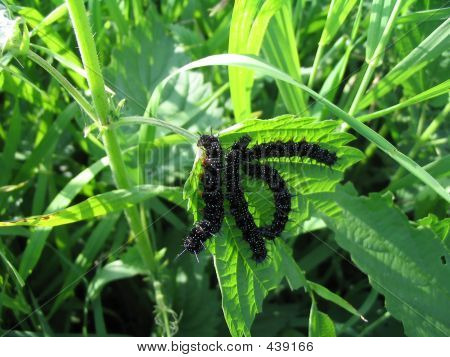 Caterpillar Inachis Io