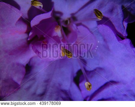 Isolated Purple Azalea Flower Center With Yellow Pistils And Stamin