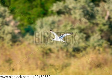 Water Bird Pied Avocet, Lat. Recurvirostra Avosetta, Flies Over The Lake. The Pied Avocet Is A Large