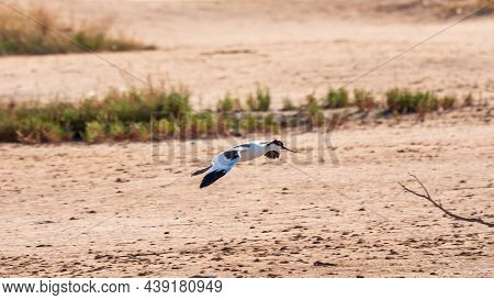 Water Bird Pied Avocet, Lat. Recurvirostra Avosetta, Flies Over The Lake. The Pied Avocet Is A Large