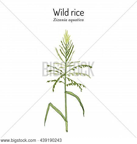 Wild Rice Zizania Aquatica , State Grain Of Minnesota. Hand Drawn Botanical Vector Illustration