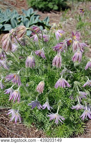 Pulsatilla Vulgaris, The Pasque Flower, Is Cultivated In Gardens. Other Variations Of Its Common Nam