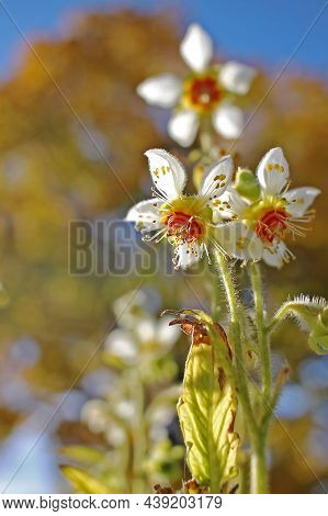 Loasa Tricolor. Its Flowers Have Five Petals Covering United Stamens And Distinctive Large Coloured 