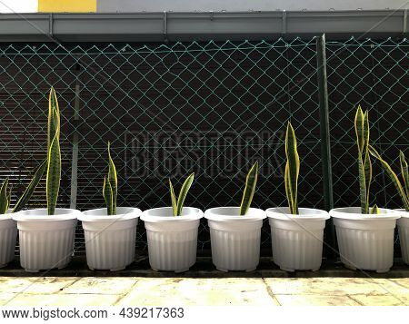 Snake Plants Or Sansevieria Trifasciata Or Lidah Jin Plant In A Row. Selective Focus.