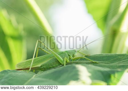 Large Marsh Grasshopper (stethophyma Grossum), A Threatened Insect Species Typical For Wet Meadow An