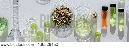 Macrobiotic Food. Mix Of Fresh Sprouts In Glass Jar. Nutrition Value Of Sprouting Mix. Green Fresh P