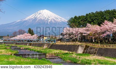 Mt. Fuji viewed from rural Shizuoka Prefecture in spring season with cherry blossoms.
