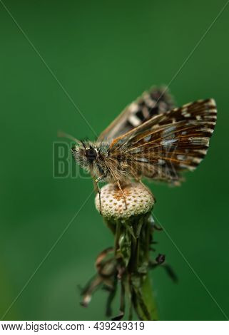 Pyrgus Malvae Butterfly Close-up. The Thick-headed Mallow Is A Small Brown Butterfly On A Blurred Gr