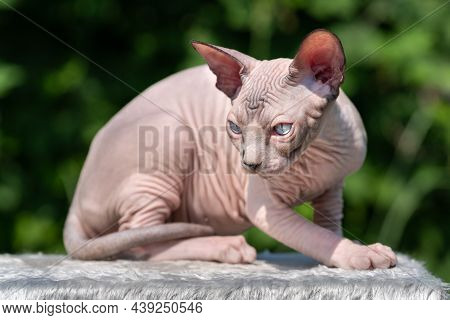 Portrait Of Canadian Sphynx Cat Of Color Chocolate Mink And White With Blue Eyes Lying Down On Rug O