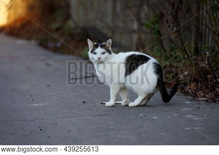 White Gray Cat With Eyes Of Blue And Green Colors Walking On Rural Street. Portrait Of Animal With H