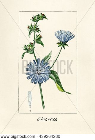 Antique illustration of Chicoree vintage 
