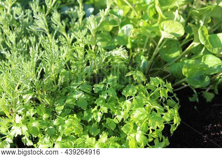 Gyros Herb, Cutting Celery And Scurvy Grass