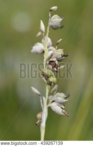 Powdery Alligator-flag Seeds - Latin Name - Thalia Dealbata