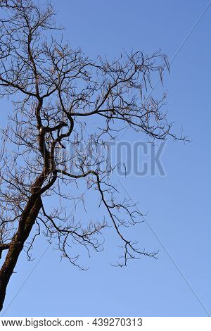 Common Catalpa Seed Pods On Bare Branches - Latin Name - Catalpa Bignonioides