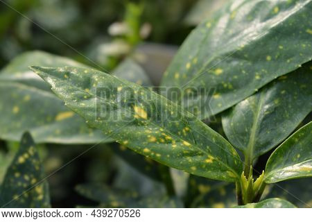 Variegated Japanese Laurel Leaves - Latin Name - Aucuba Japonica Variegata