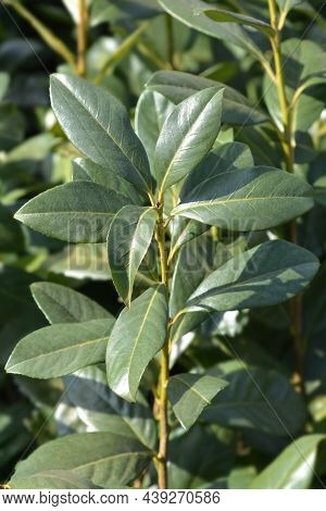Laurel Cherry Rotundifolia Leaves - Latin Name - Prunus Laurocerasus Rotundifolia