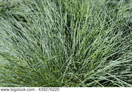 Blue Fescue Intense Blue Leaves - Latin Name - Festuca Glauca Intense Blue