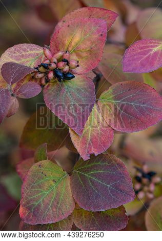 Leaves And Berries Of A Viburnam Shrub Show Off Their Autumn Color, Will County, Illinois
