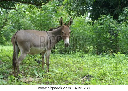 Equus Asinus