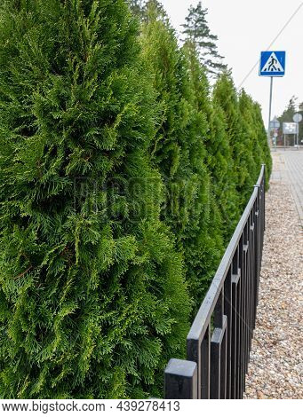Black Fence Alongside Beautiful Green Coniferous Thujas. Crosswalk Sign On Background.